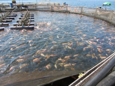 Acuicolas