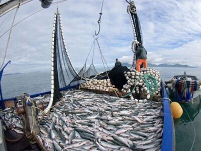 Pesca